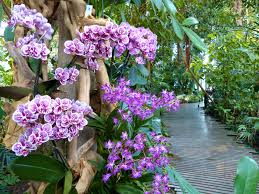 des-orchidees