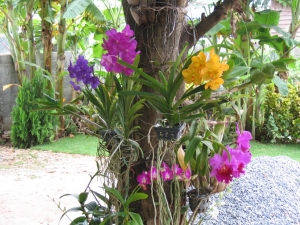 des-orchidées