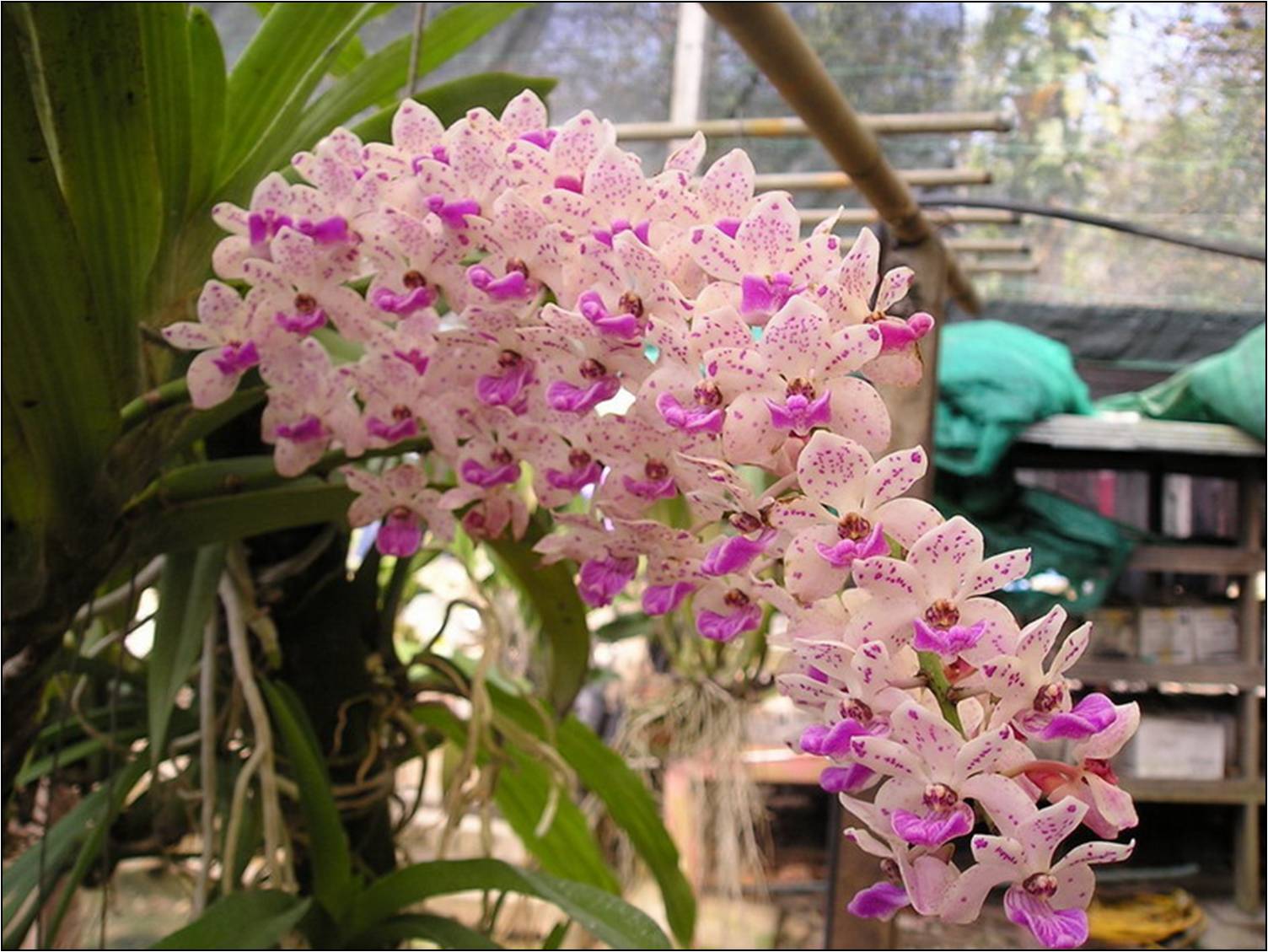 Des orchidées pour embellir son jardin