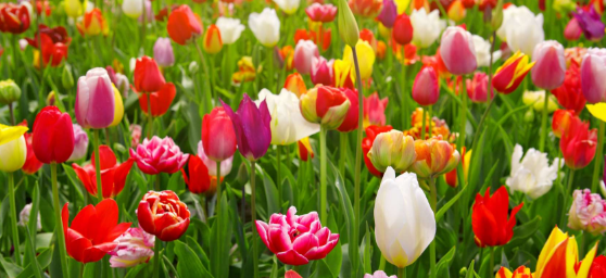 Savez-vous planter les Tulipes ?