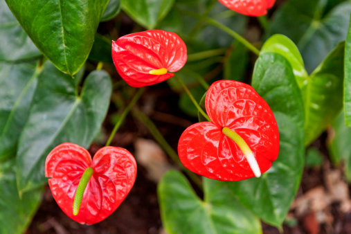 Anthurium