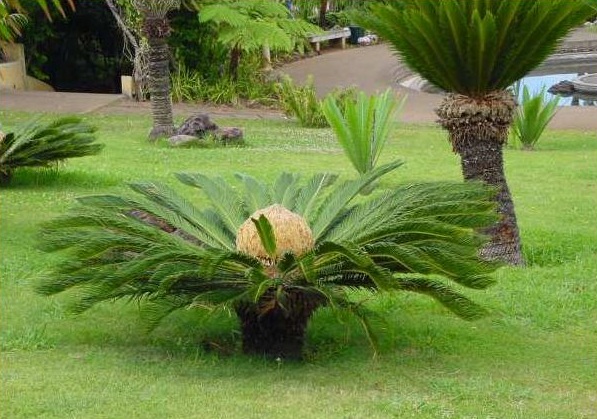 le cycas