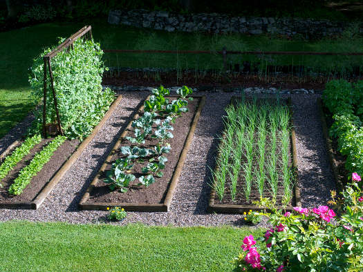structuration du potager