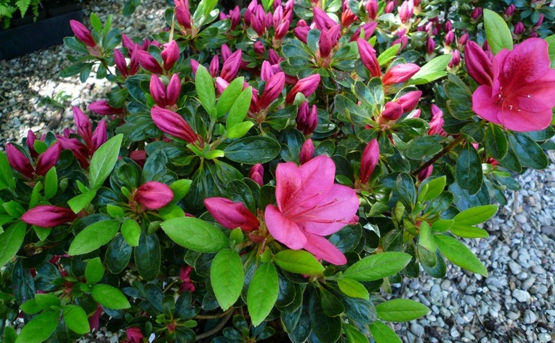 plantes décoratives