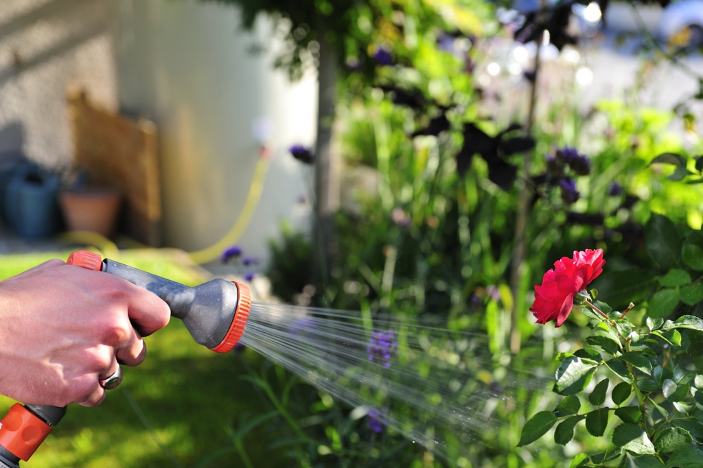 arrosage jardin