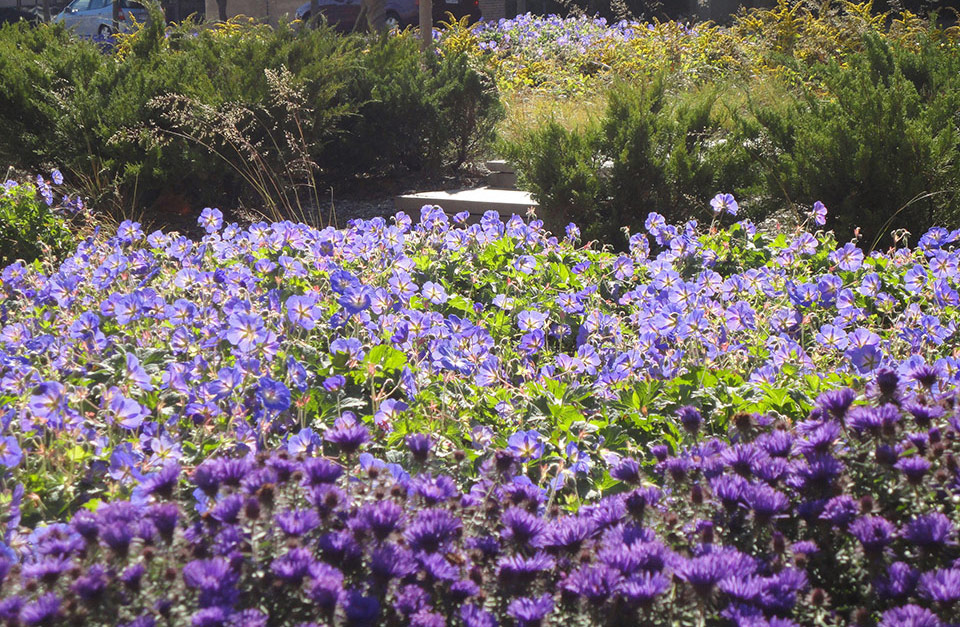aster-geranium