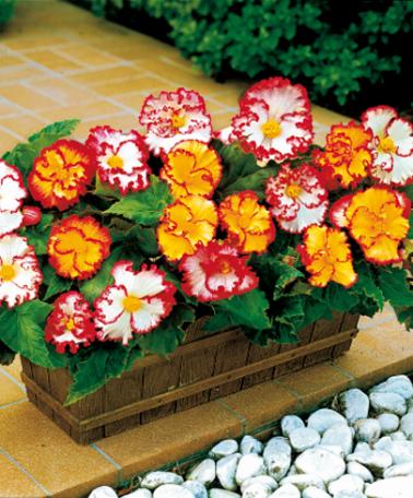 begonia