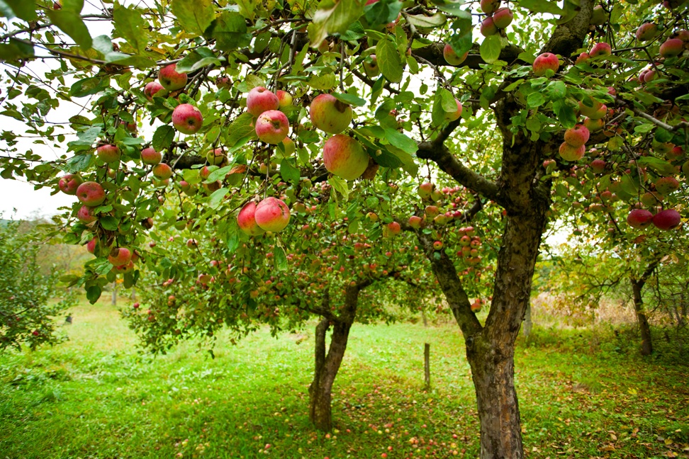 Entretien des arbres fruitiers de son jardin