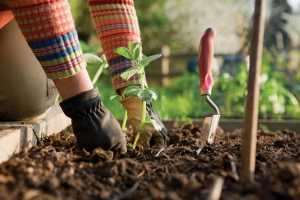 jardinage-1