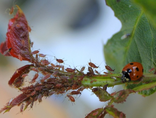 Les insectes nuisibles au jardin