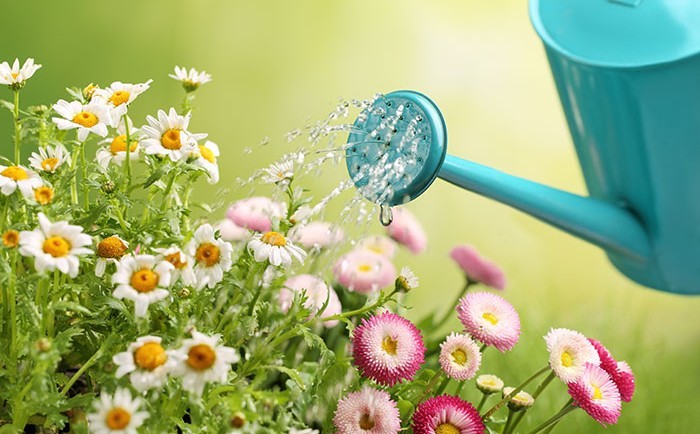 les choix des plantes