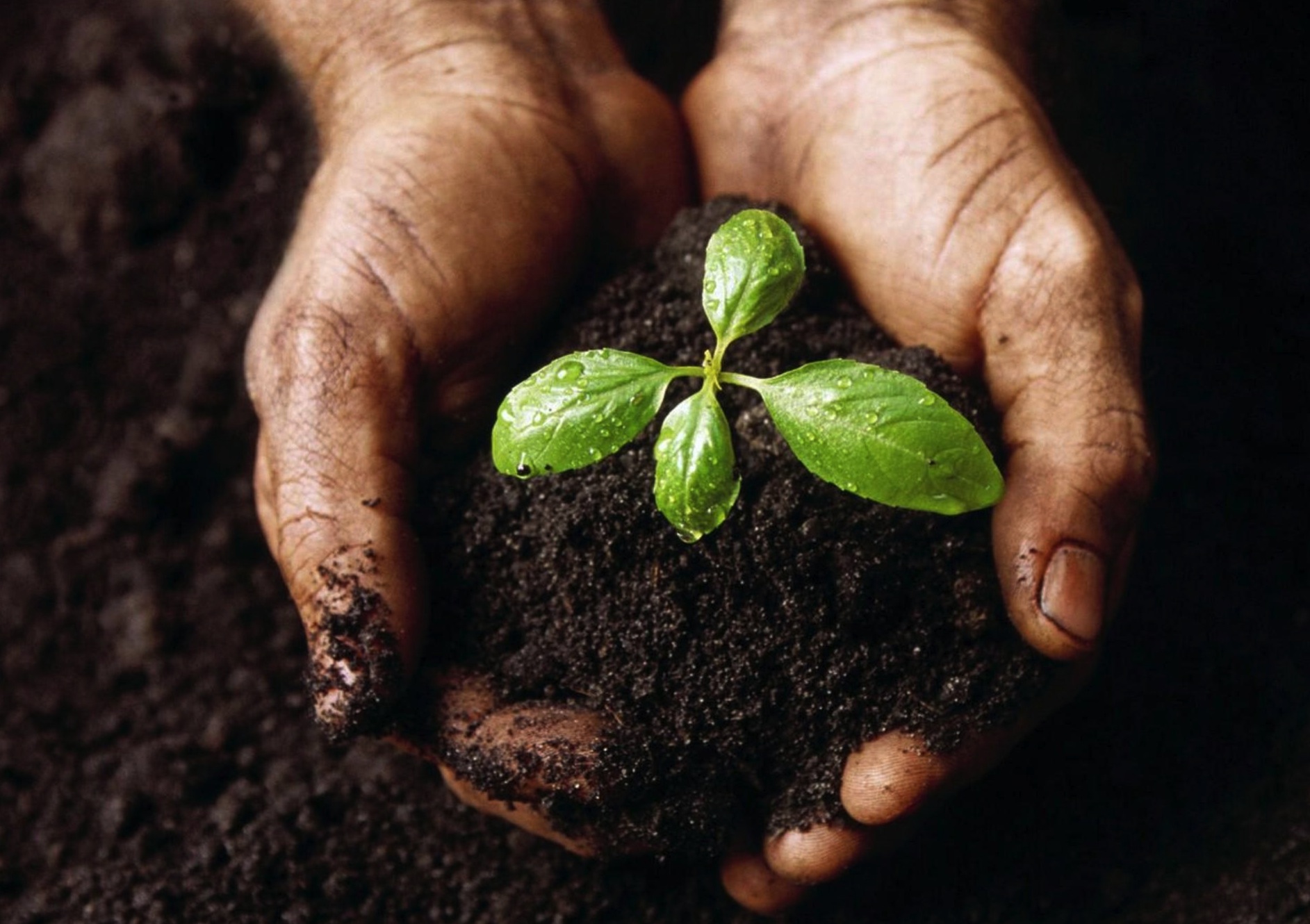Tout savoir sur la production de compost