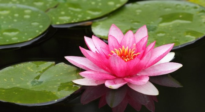 plante-aquatique-nénuphar