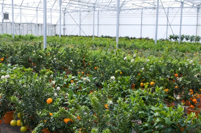 planter-agrumes-serre