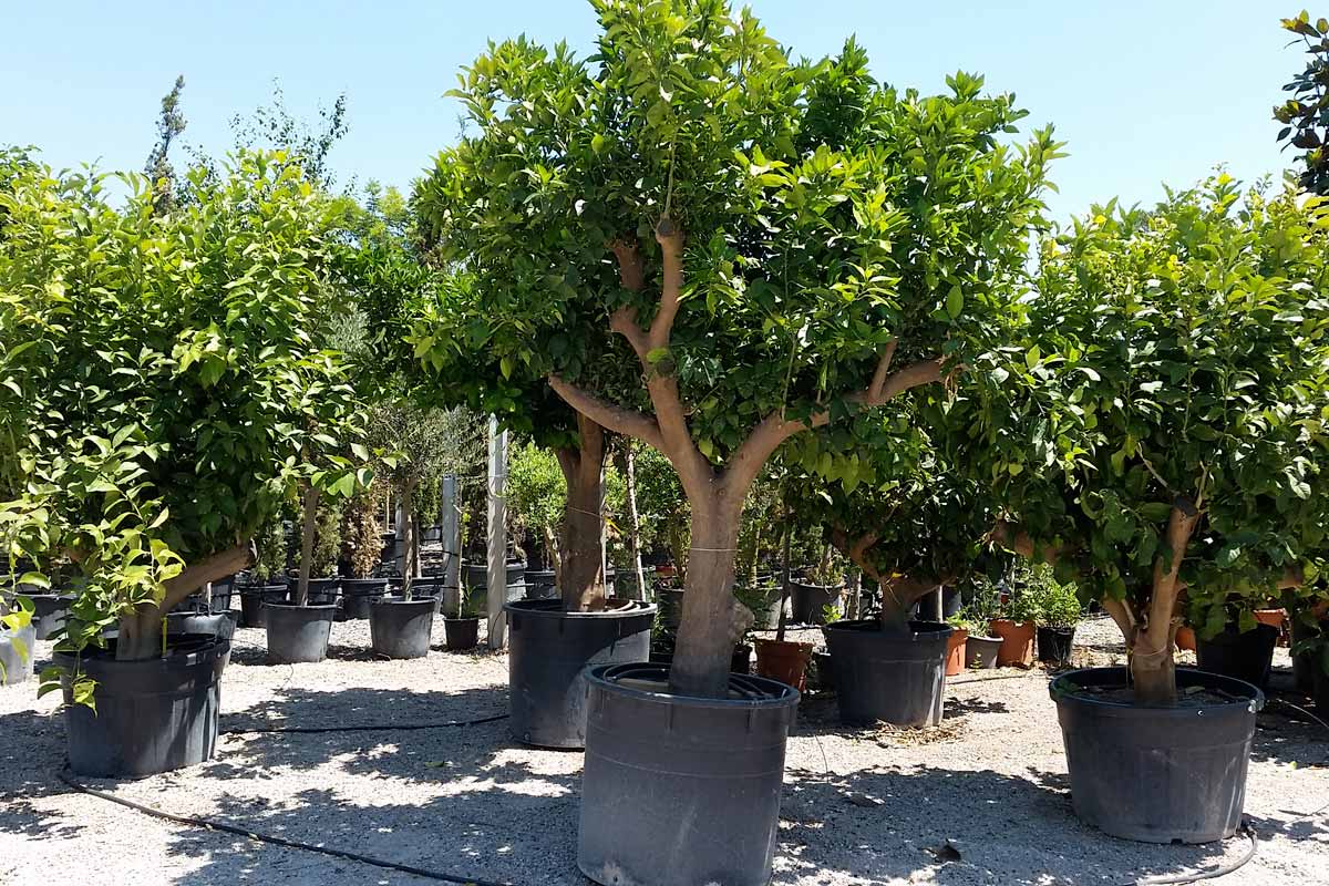 Planter des agrumes dans son jardin