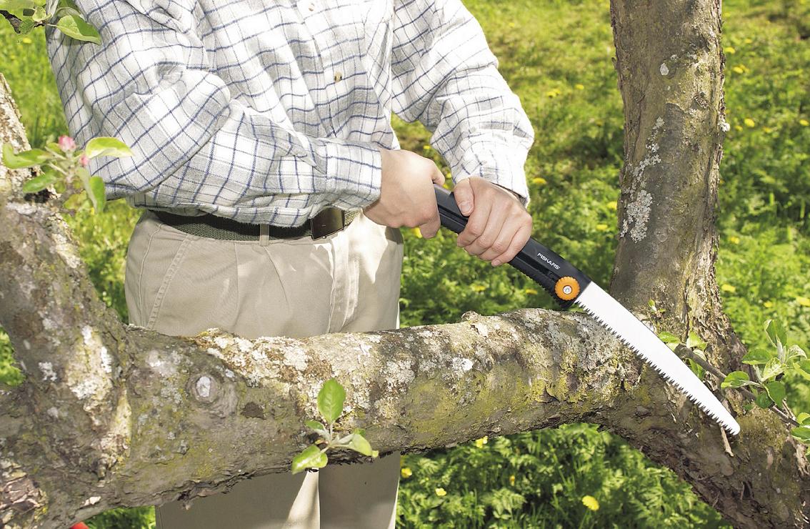 scier-une-branche