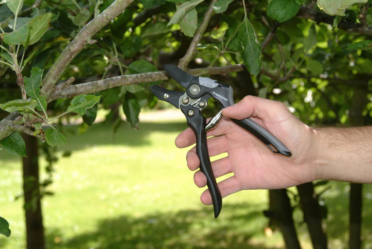 taille-d-un-arbre