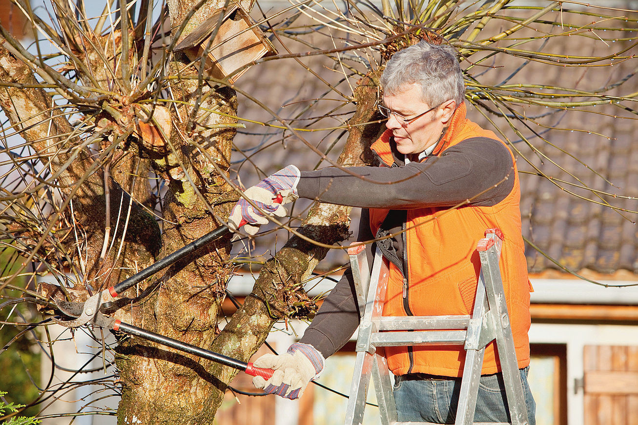 Coupez les branches trop longues des arbres de votre jardin