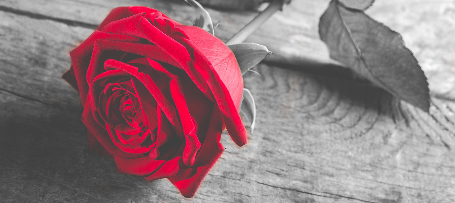 Les bonnes raisons de choisir la rose éternelle