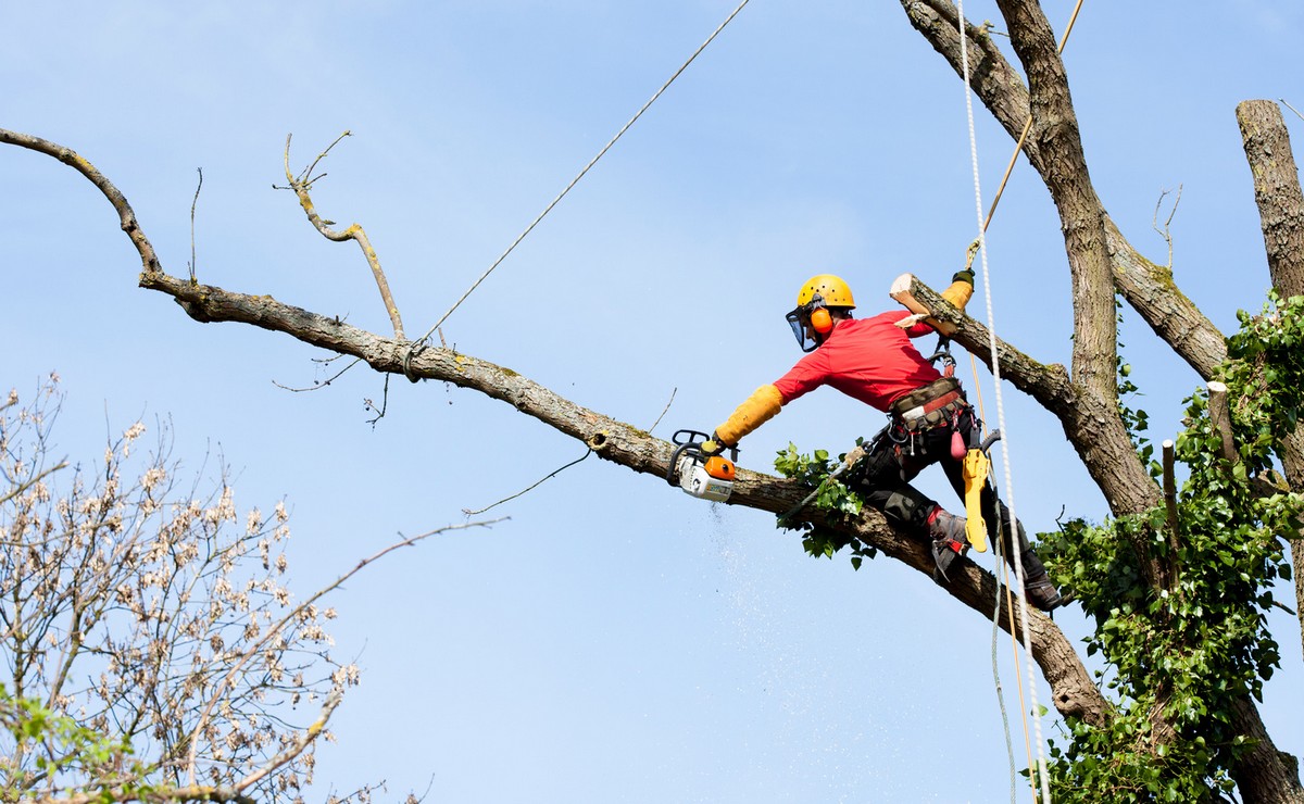 Élagage d’arbre à Lille : comment faire ?