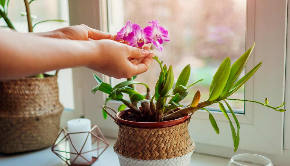 Comment entretenir de l’orchidée Phalaenopsis ?