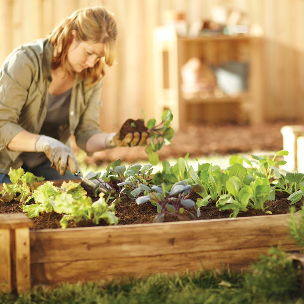 Comment protéger votre potager ?