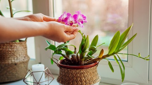 Comment entretenir l’orchidée Phalaenopsis ?